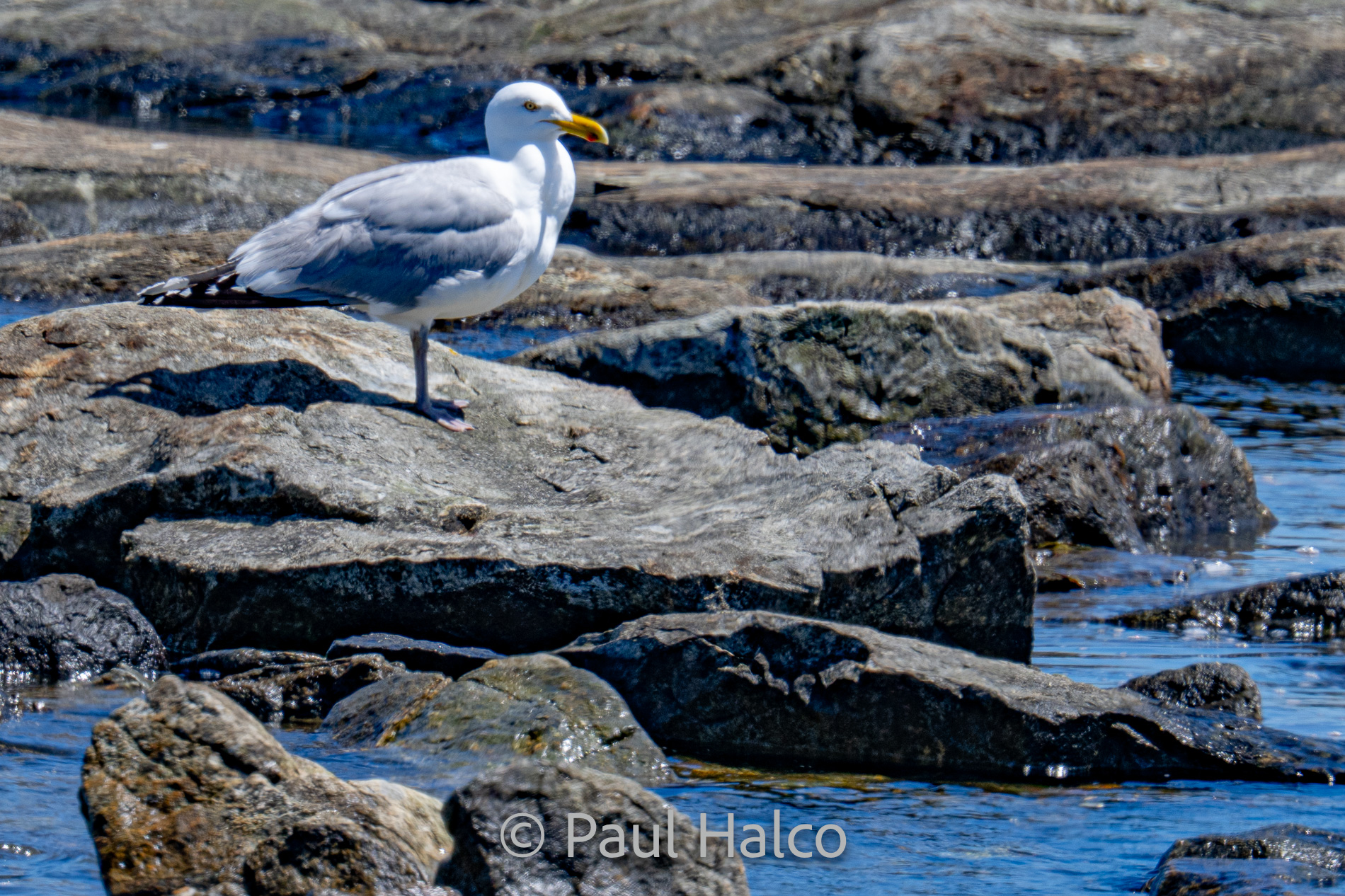 Paul Halco-Acadia NP-8